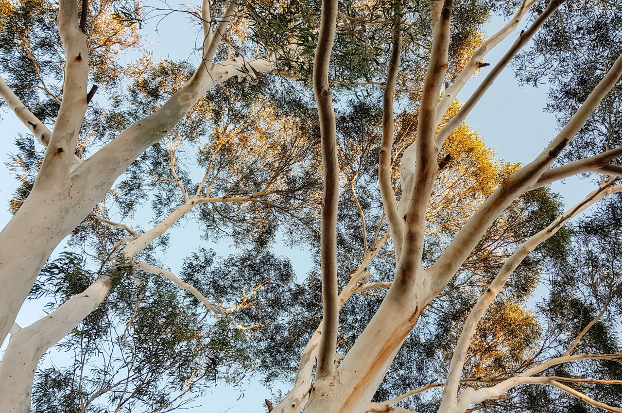 Detail Gambar Pohon Eucalyptus Nomer 40