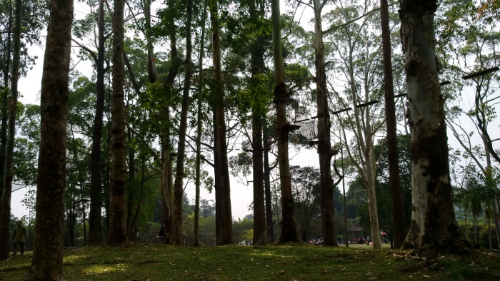 Detail Gambar Pohon Eucalyptus Nomer 47