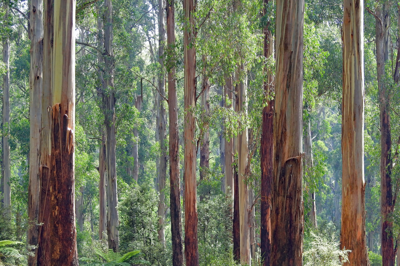 Detail Gambar Pohon Eucalyptus Nomer 48