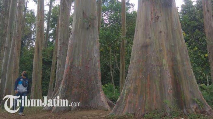 Detail Gambar Pohon Eucalyptus Nomer 50