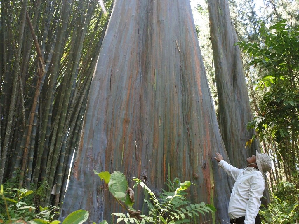 Detail Gambar Pohon Eucalyptus Nomer 10