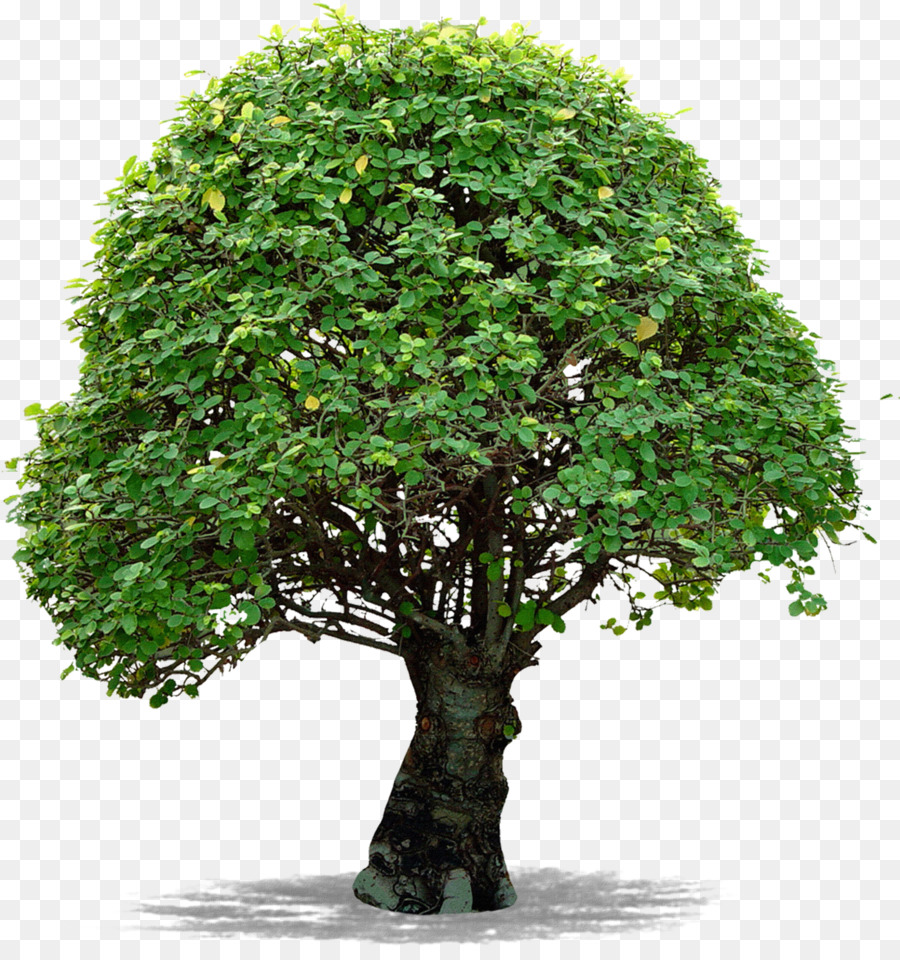 Detail Gambar Pohon Format Png Nomer 3