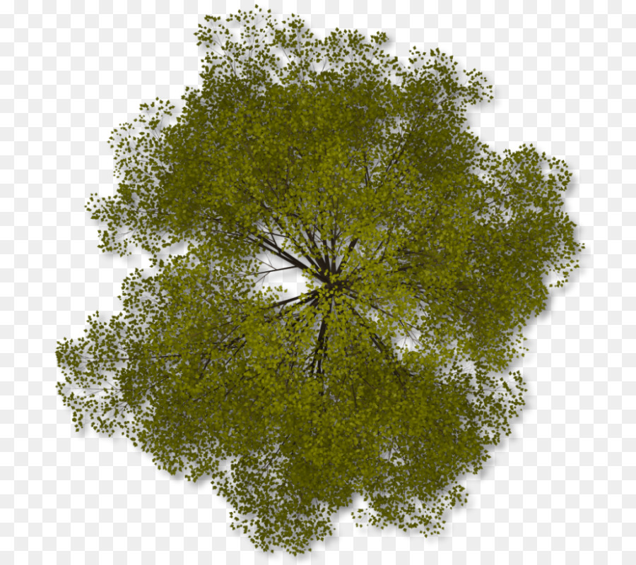 Detail Gambar Pohon Format Png Nomer 40