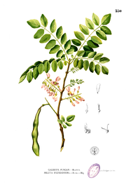 Detail Gambar Pohon Gamal Nomer 11