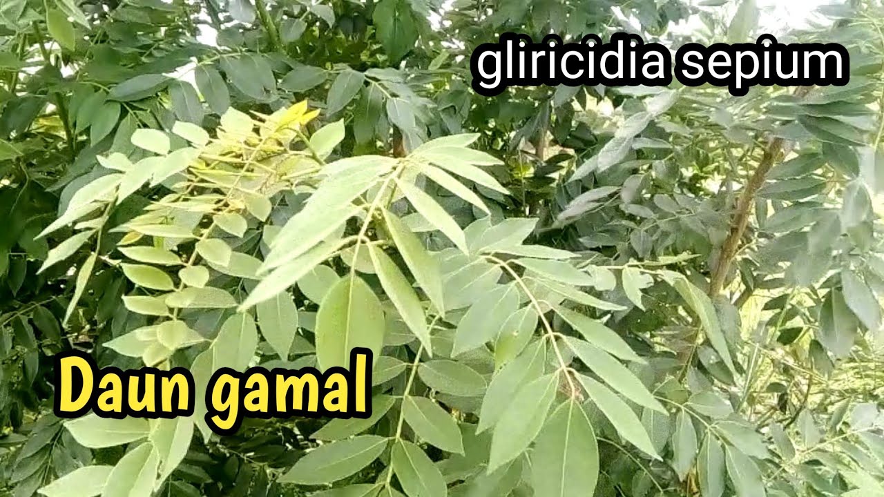 Detail Gambar Pohon Gamal Nomer 12