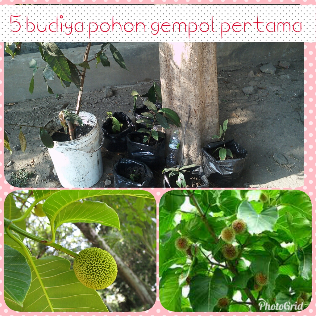 Gambar Pohon Gempol - KibrisPDR