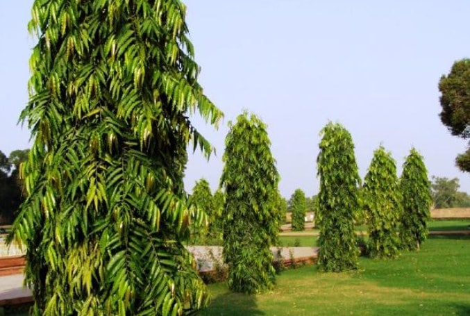 Detail Gambar Pohon Glodokan Tiang Nomer 2