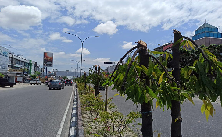 Detail Gambar Pohon Glodokan Tiang Nomer 14