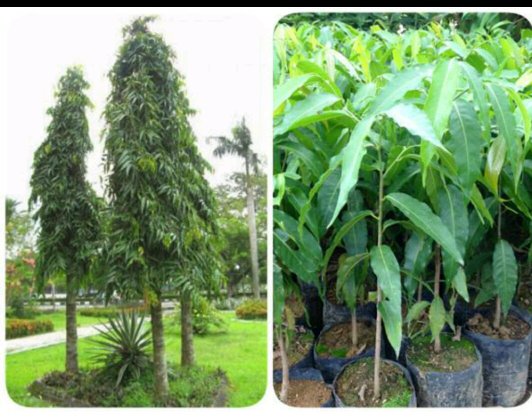 Detail Gambar Pohon Glodokan Tiang Nomer 15