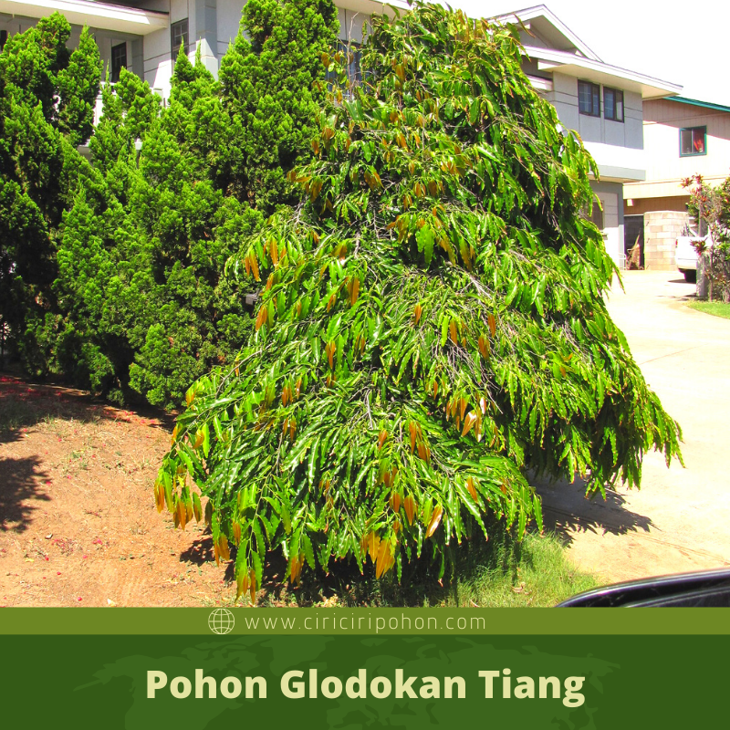 Detail Gambar Pohon Glodokan Tiang Nomer 16
