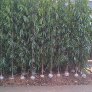 Detail Gambar Pohon Glodokan Tiang Nomer 17