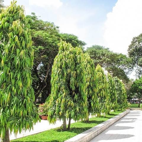 Detail Gambar Pohon Glodokan Tiang Nomer 3