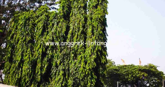 Detail Gambar Pohon Glodokan Tiang Nomer 22