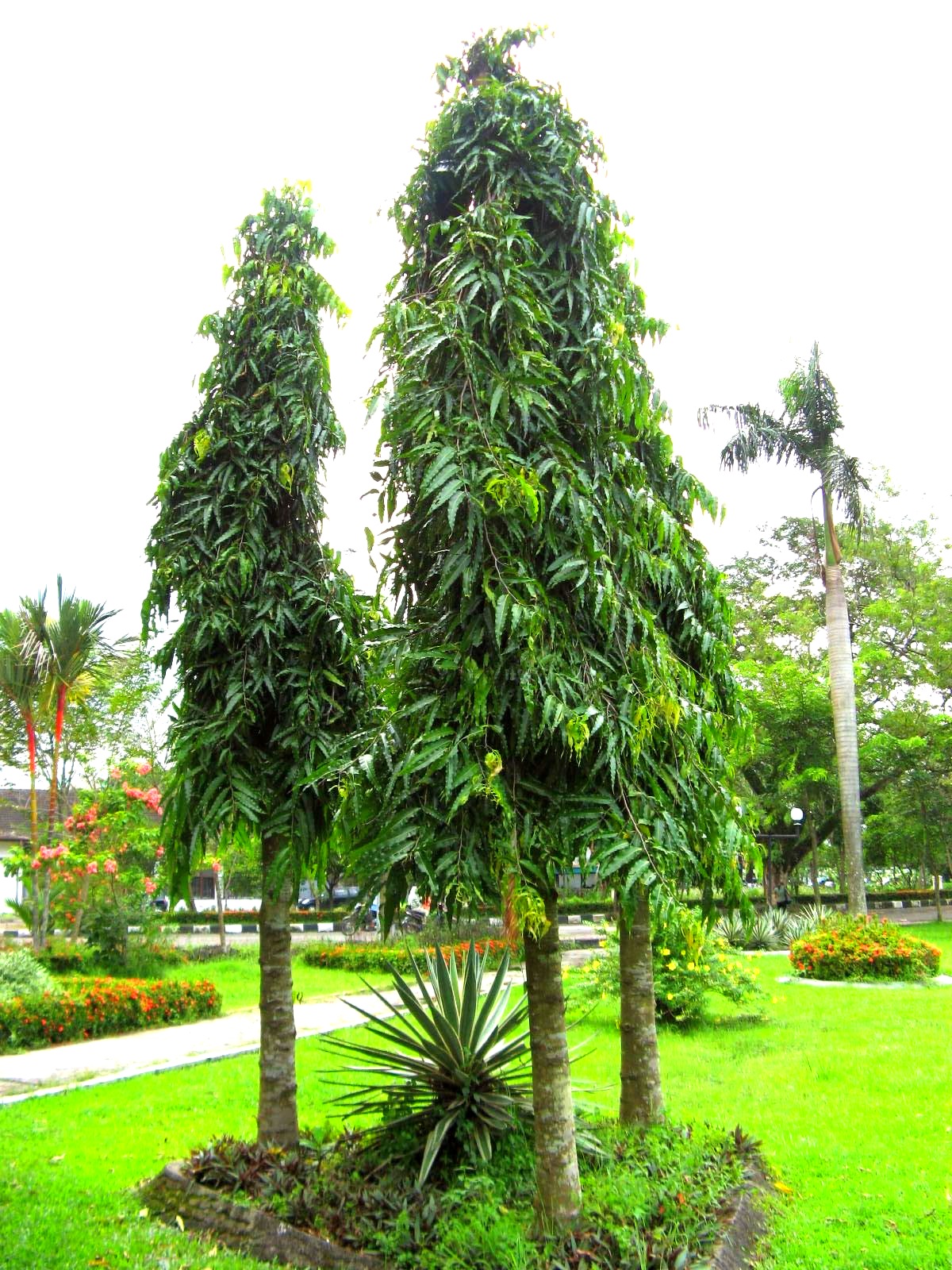 Detail Gambar Pohon Glodokan Tiang Nomer 27