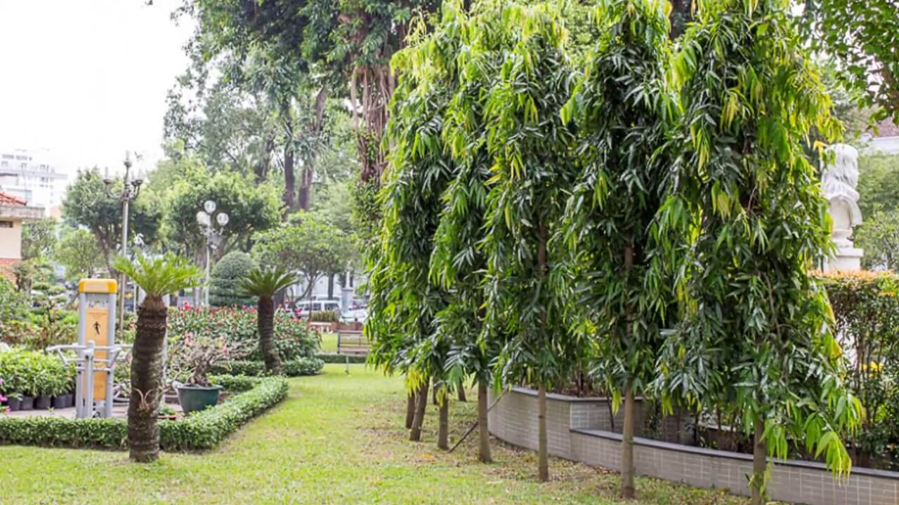 Detail Gambar Pohon Glodokan Tiang Nomer 29
