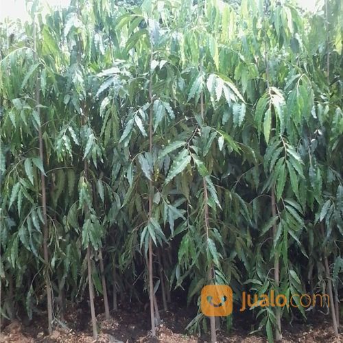 Detail Gambar Pohon Glodokan Tiang Nomer 35