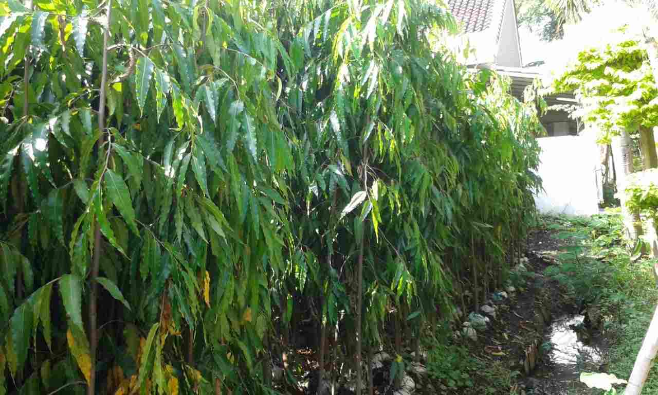 Detail Gambar Pohon Glodokan Tiang Nomer 41