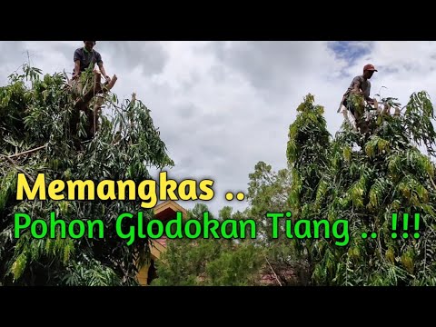 Detail Gambar Pohon Glodokan Tiang Nomer 46