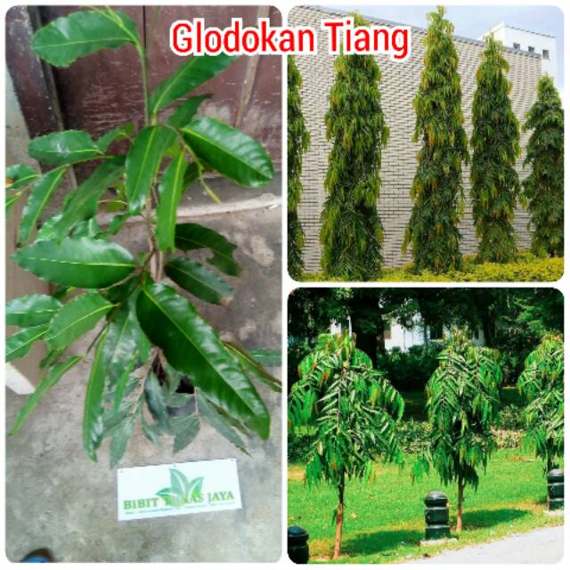 Detail Gambar Pohon Glodokan Tiang Nomer 48