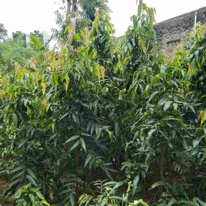 Detail Gambar Pohon Glodokan Tiang Nomer 51