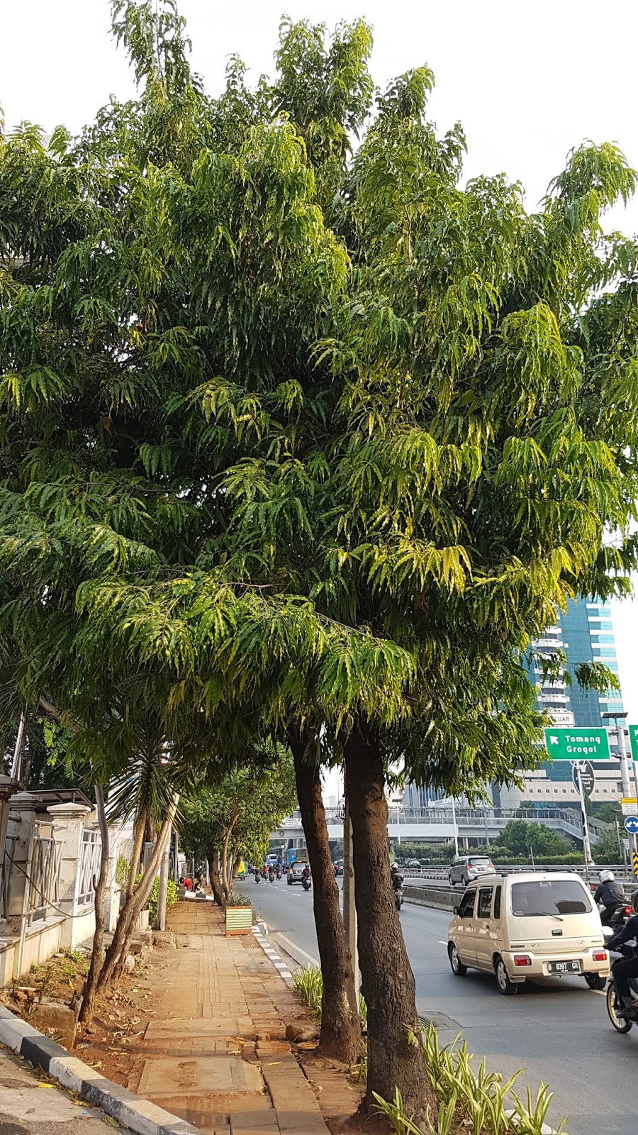 Detail Gambar Pohon Glodokan Tiang Nomer 10