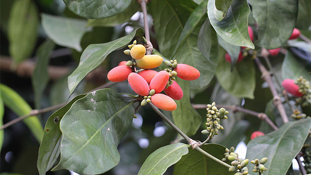 Detail Gambar Pohon Gnetum Gnemon Nomer 2