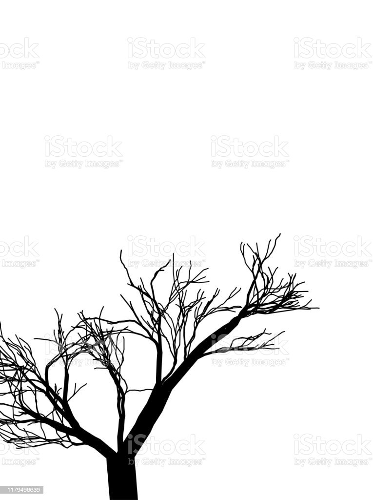 Detail Gambar Pohon Hitam Nomer 11
