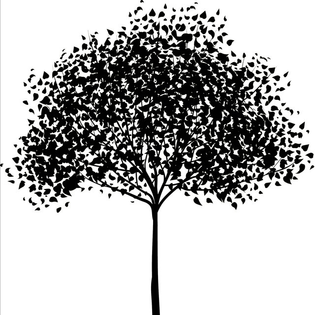 Detail Gambar Pohon Hitam Nomer 44