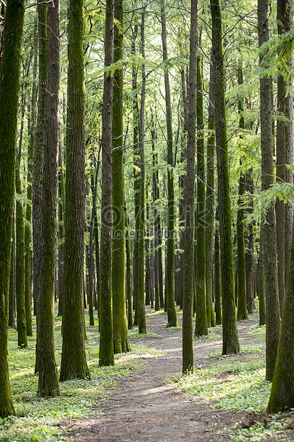 Detail Gambar Pohon Hutan Nomer 2