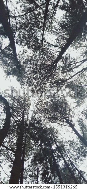 Detail Gambar Pohon Indah Nomer 41