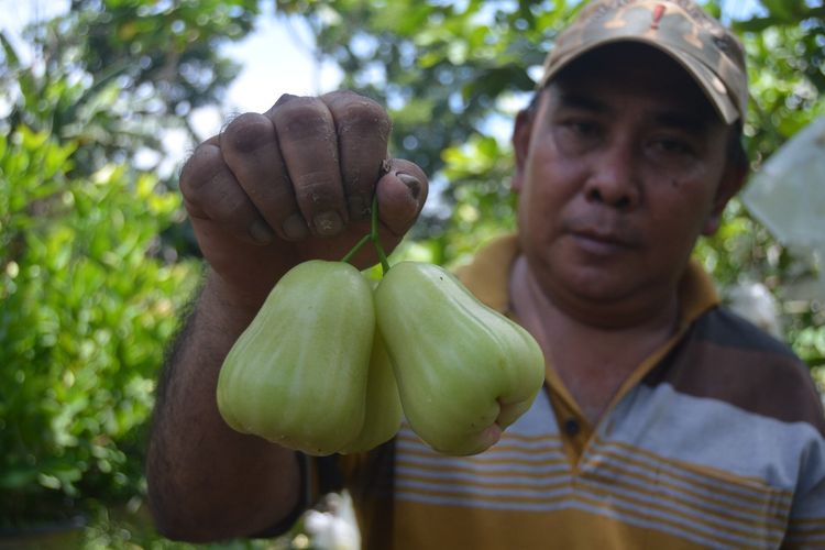 Detail Gambar Pohon Jambu Cincalo Nomer 50