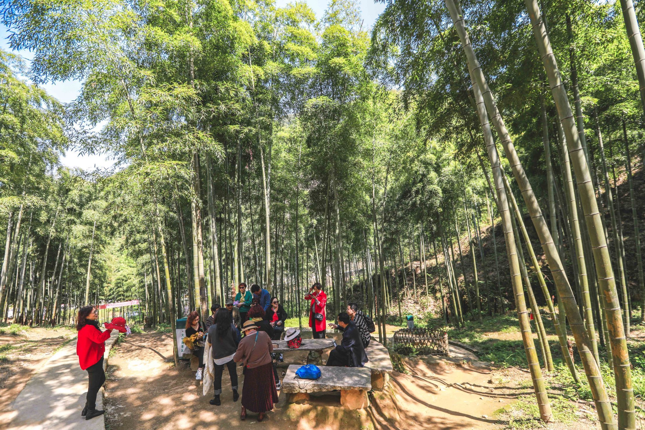 Detail Gambar Pohon Jati Cina Nomer 50