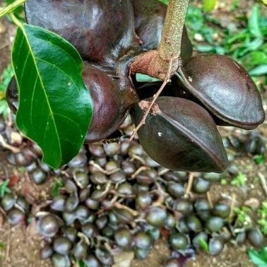 Detail Gambar Pohon Jengkol Berbuah Lebat Nomer 2