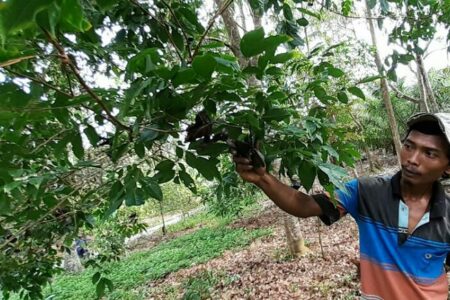 Detail Gambar Pohon Jengkol Berbuah Lebat Nomer 16