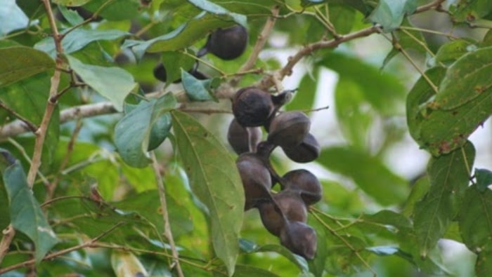 Detail Gambar Pohon Jengkol Berbuah Lebat Nomer 18