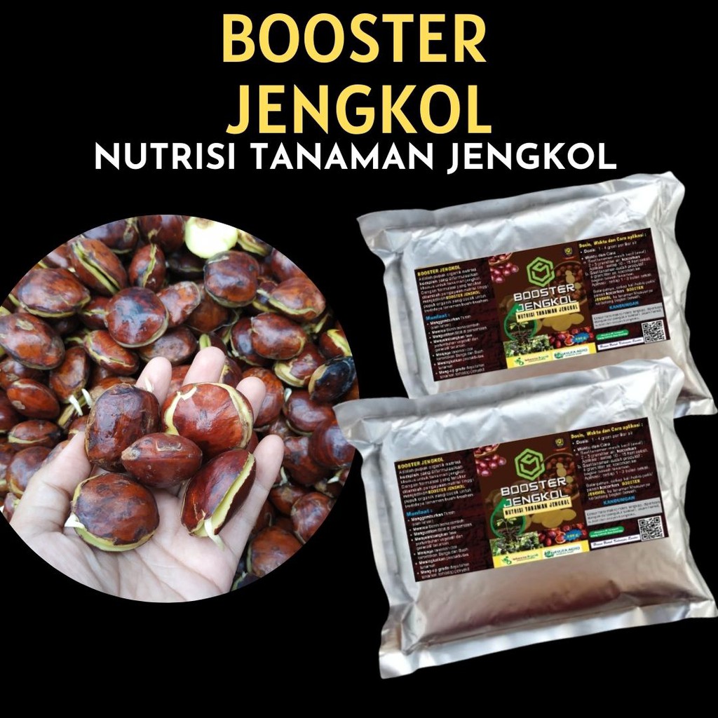 Detail Gambar Pohon Jengkol Berbuah Lebat Nomer 25