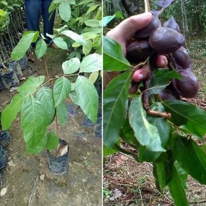 Detail Gambar Pohon Jengkol Berbuah Lebat Nomer 55