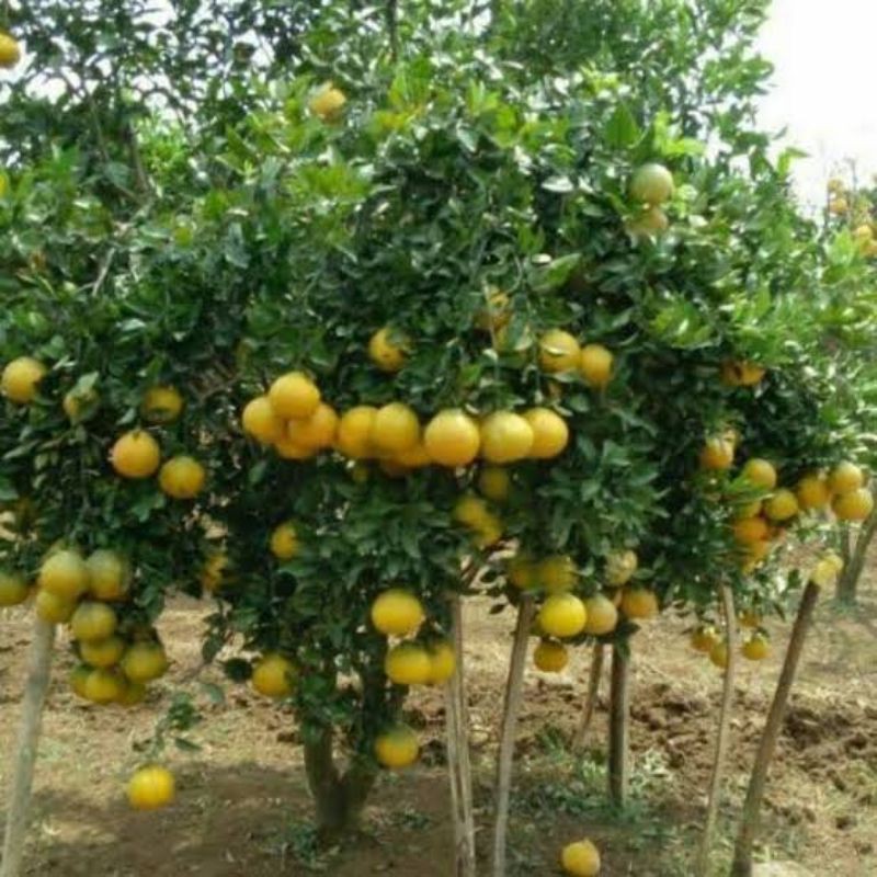 Gambar Pohon Jeruk Lemon - KibrisPDR