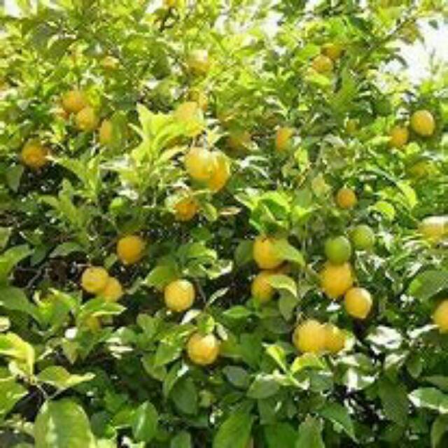 Detail Gambar Pohon Jeruk Lemon Nomer 13