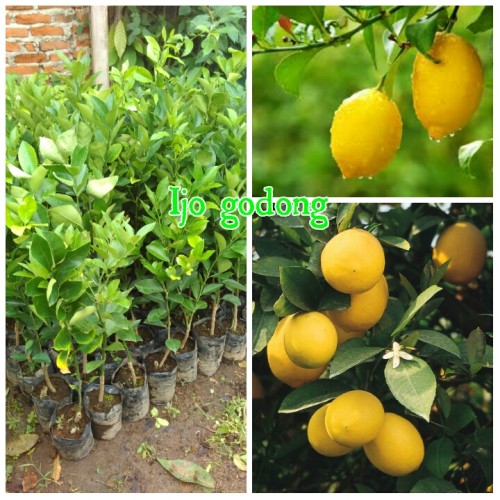 Detail Gambar Pohon Jeruk Lemon Nomer 15