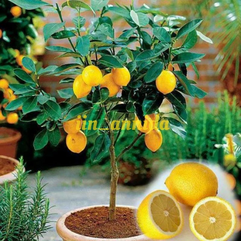 Detail Gambar Pohon Jeruk Lemon Nomer 16