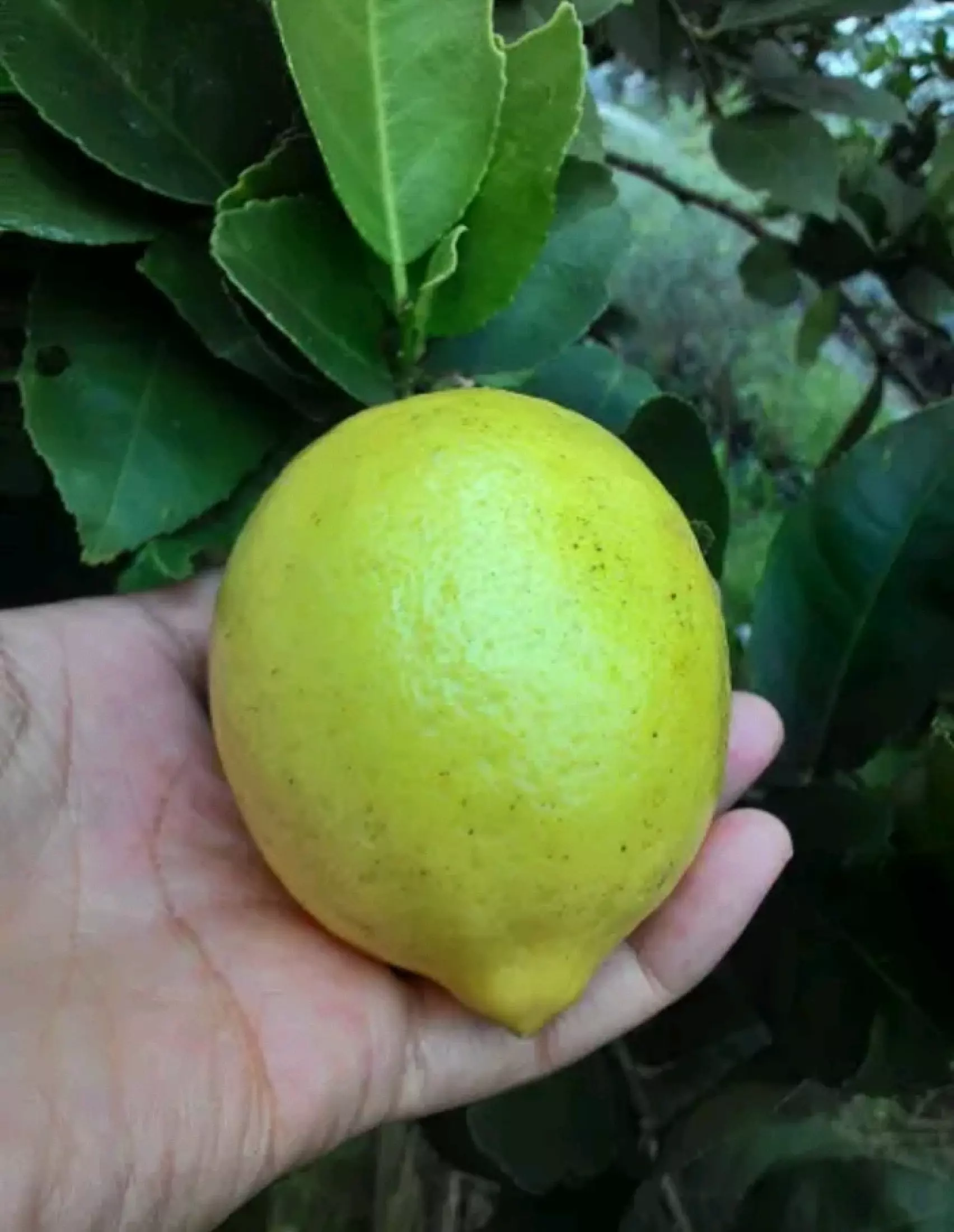 Detail Gambar Pohon Jeruk Lemon Nomer 19