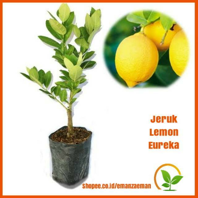 Detail Gambar Pohon Jeruk Lemon Nomer 25