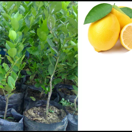 Detail Gambar Pohon Jeruk Lemon Nomer 40