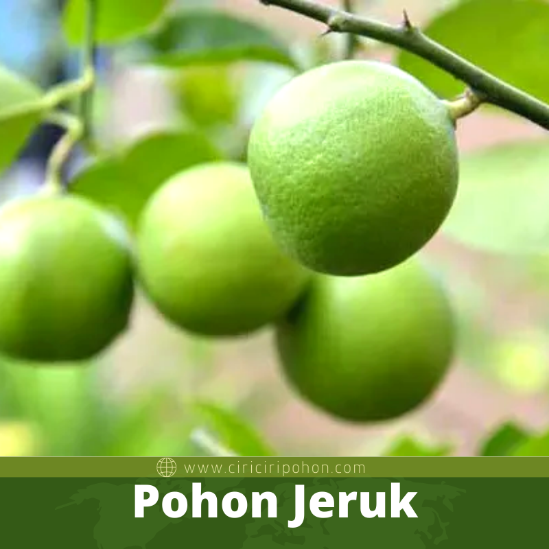 Detail Gambar Pohon Jeruk Lemon Nomer 45