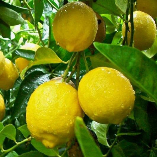 Detail Gambar Pohon Jeruk Lemon Nomer 56