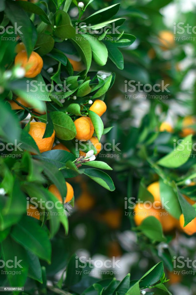 Detail Gambar Pohon Jeruk Mandarin Nomer 43