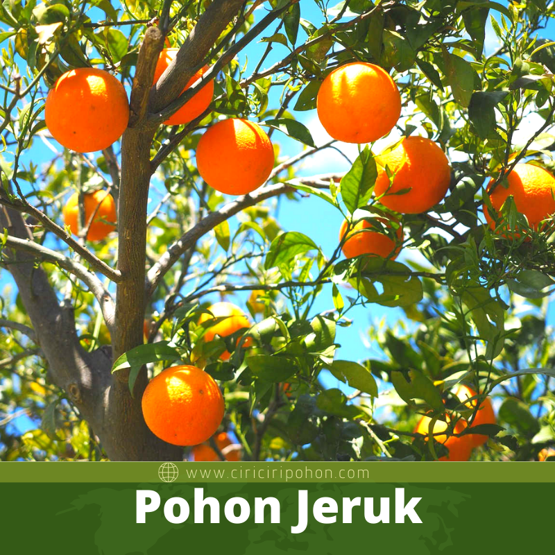 Detail Gambar Pohon Jeruk Mandarin Nomer 8