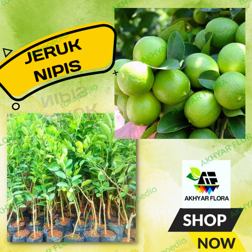 Detail Gambar Pohon Jeruk Nipis Nomer 31