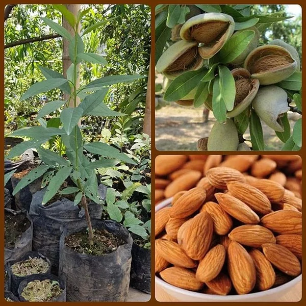 Detail Gambar Pohon Kacang Almond Nomer 14